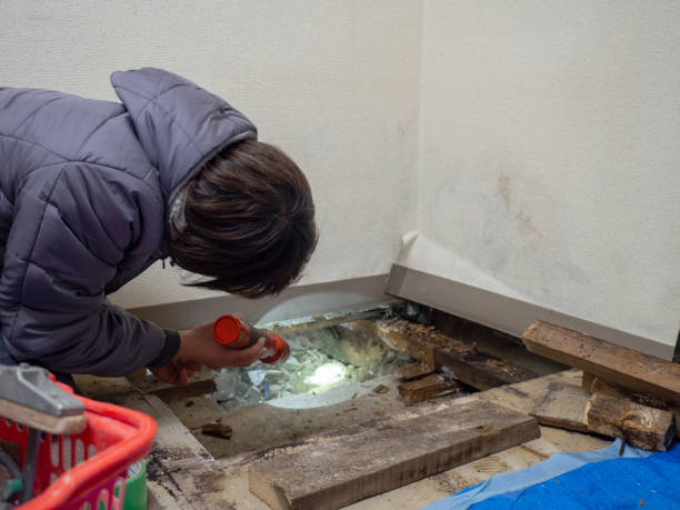 Mold Odor Removal Services in Massillon, OH