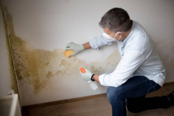 Massillon, OH Mold Removal Company